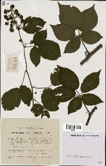 spécimen de Rubus cruentatus