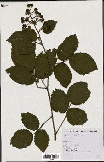 spécimen de Rubus cruentatus