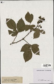 spécimen de Rubus vulgaris