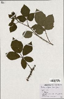 spécimen de Rubus vulgaris