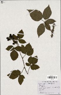 spécimen de Rubus vulgaris