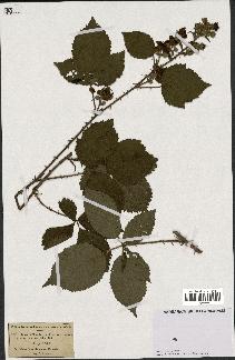 spécimen de Rubus villicaulis