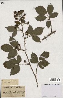 spécimen de Rubus villicaulis