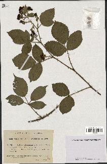 spécimen de Rubus villicaulis