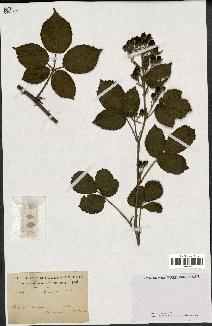 spécimen de Rubus leucandrus