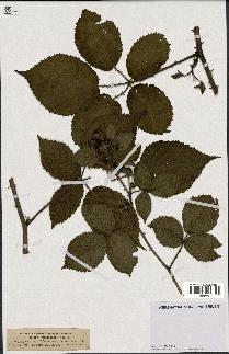 spécimen de Rubus leucandrus