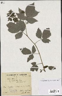 spécimen de Rubus idaeus