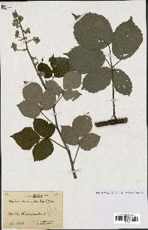 spécimen de Rubus macrostachys