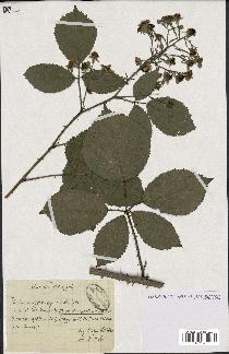 spécimen de Rubus macrostachys