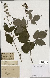 spécimen de Rubus winteri