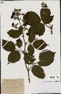 spécimen de Rubus winteri