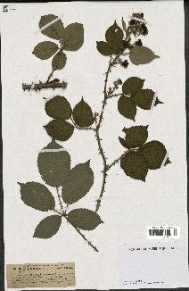 spécimen de Rubus pubescens