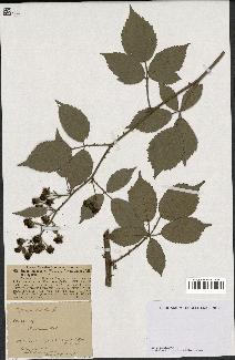 spécimen de Rubus pubescens