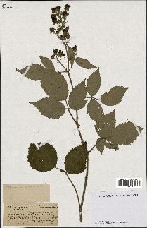 spécimen de Rubus pubescens