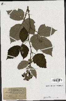 spécimen de Rubus pubescens