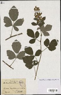 spécimen de Rubus tomentosus