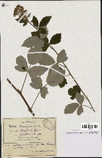 spécimen de Rubus tomentosus