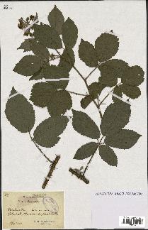 spécimen de Rubus tomentosus