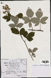 spécimen de Rubus tomentosus