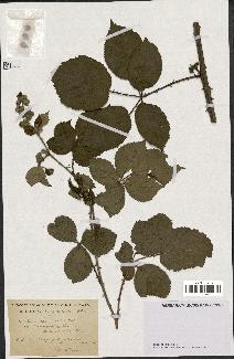 spécimen de Rubus rhamnifolius