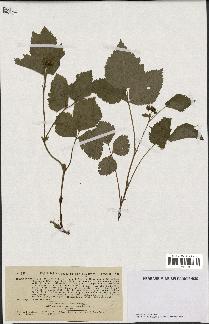 spécimen de Rubus saxatilis