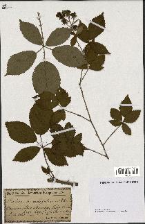 spécimen de Rubus rhamnifolius