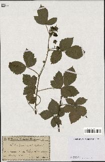 spécimen de Rubus nemoralis