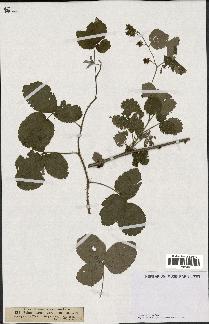 spécimen de Rubus idaeus