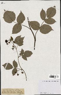 spécimen de Rubus idaeus