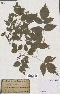 spécimen de Rubus idaeus