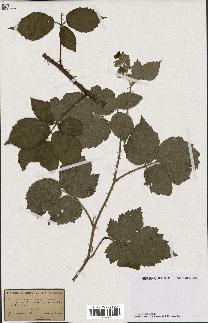 spécimen de Rubus halacsyi
