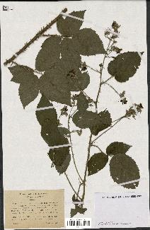spécimen de Rubus halacsyi