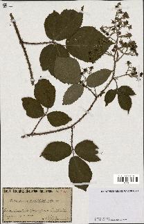 spécimen de Rubus divaricatus