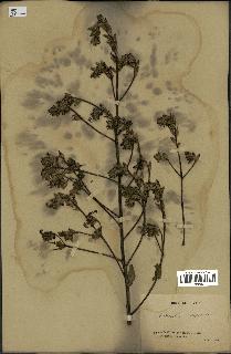 spécimen de Pedicularis resupinata