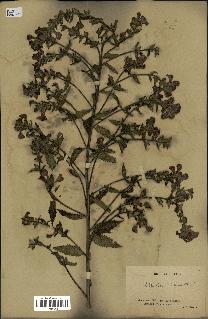 spécimen de Pedicularis resupinata