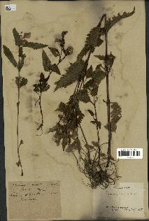 spécimen de Pedicularis resupinata