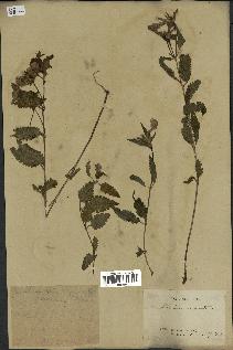 spécimen de Pedicularis resupinata
