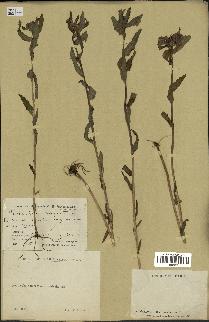 spécimen de Pedicularis resupinata