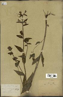 spécimen de Pedicularis resupinata