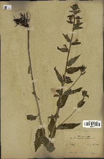 spécimen de Pedicularis resupinata