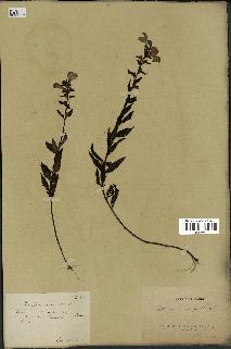 spécimen de Pedicularis resupinata