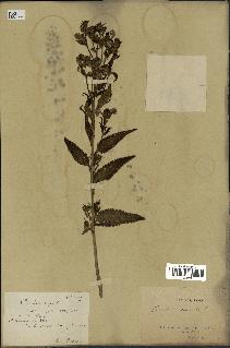 spécimen de Pedicularis resupinata