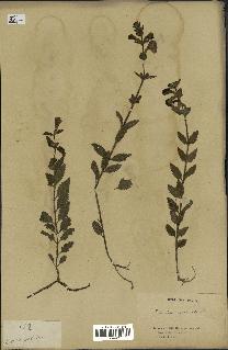 spécimen de Pedicularis resupinata