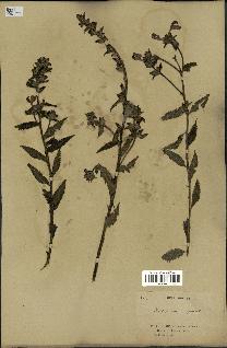 spécimen de Pedicularis resupinata
