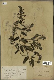 spécimen de Pedicularis resupinata