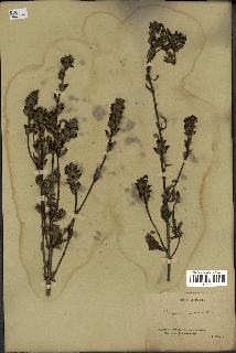 spécimen de Pedicularis resupinata