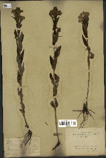 spécimen de Pedicularis resupinata