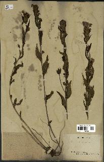 spécimen de Pedicularis resupinata