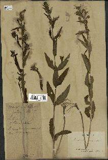 spécimen de Pedicularis resupinata