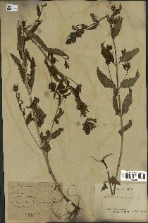 spécimen de Pedicularis resupinata